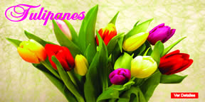 tulipanes