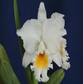 Más información de Planta de Orquídea Catleya Premium XL