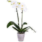 Más información de Planta Orquídea Phalaenopsis