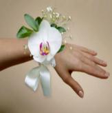 Más información de Orquideas Para Promocion Phalenopsis
