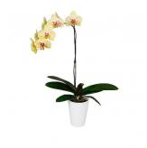 Más información de Planta Orquídea Amarilla