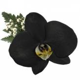 Más información de Orquídea Negra