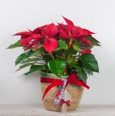 More information about Flor de Pascua Bellísima