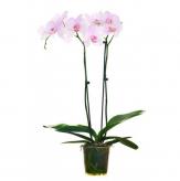Más información de Planta Phalenopsis Deluxe
