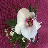 Más información de Orquídea Phalenopsia